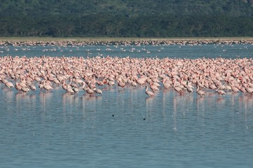 Fototapeta premium Flamingo Flamingos