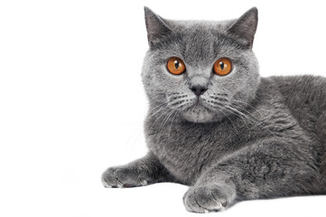 British Shorthair cat isolated
