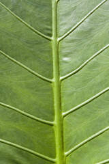 Green leaf texture
