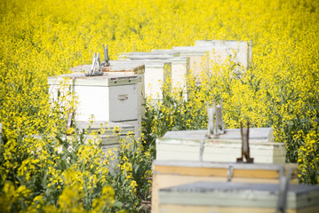 Bee hives with bees in a field of canola or rape seed
