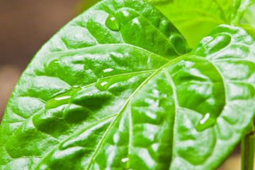ein grünes Blatt - Makro