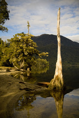 Forest reflections on Brunner Lake edge in forest of New Zealand
