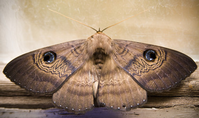 Australian moth shows off its defense mechanism - obrazy, fototapety, plakaty