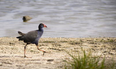 Pukeko or Swamphen a water bird walking by a lake in New Zealand