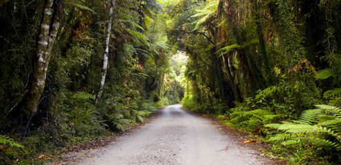 Dirt road going through thick, lush jungle