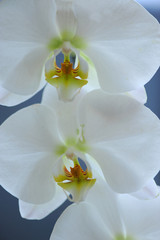 orchidea fiori 348