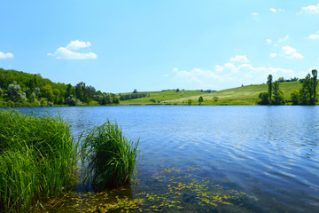 Forest lake in summer under the blue sky
