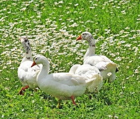 geese on spring meadow with daisies