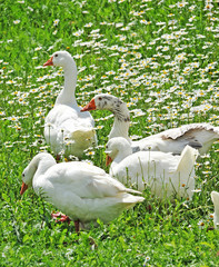 geese on spring meadow