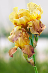 Iris flowering