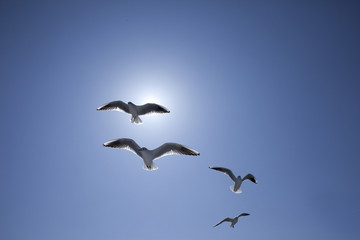 太陽光線と複数のカモメが飛ぶ