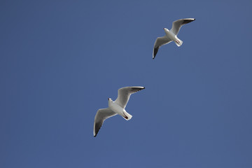 ２羽のカモメと青空