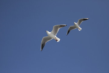 青空に２羽のカモメが飛ぶ