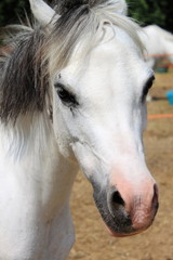 Obraz na płótnie Canvas Portrait of a white pony
