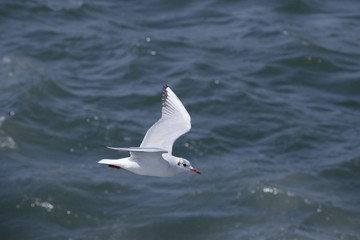 海面と綺麗な羽のカモメ