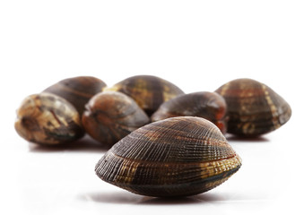 vongole veraci in fondo bianco