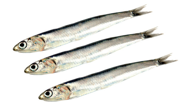 3 Sardine