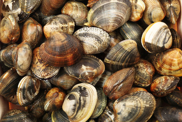 vongole veraci