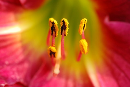Hemerocallis fulva