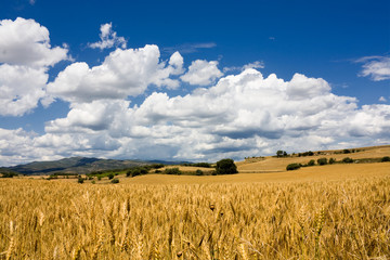 stems of wheat in sunset light