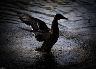 Ente