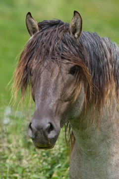 Hengst
