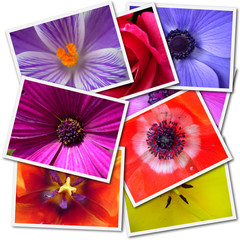 Flowers Collage