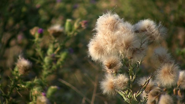 Agrimony