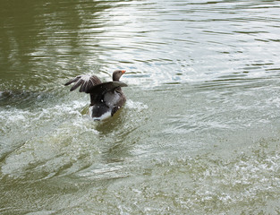 greylag goose landing on lake