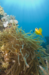 Red Sea anemonefish with its' anemone.