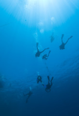 Fototapeta premium Scuba divers descending into the blue.