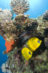 Naklejka na ściany i meble Tropical coral reef fish.