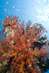 Fototapeta na wymiar Colorful underwater tropical reef scene.