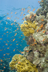 A colorful  and vibrant tropical reef scene.