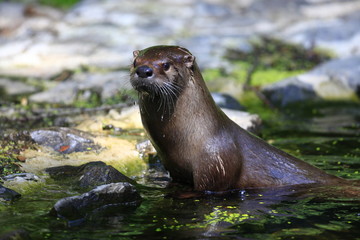 fischotter