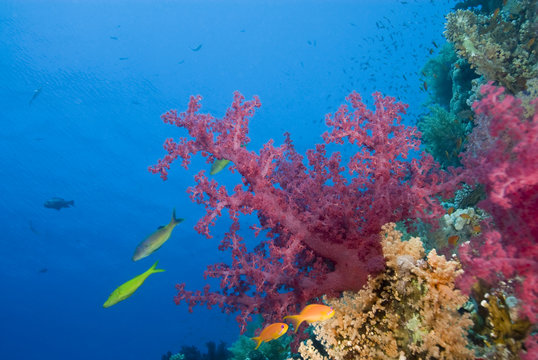 Vibrant pink soft coral growing on a tropical reef.
