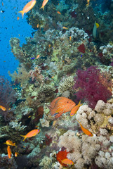 Fototapeta na wymiar Tropical coral reef scene.