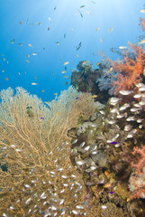 Naklejka premium Tropical coral reef scene.