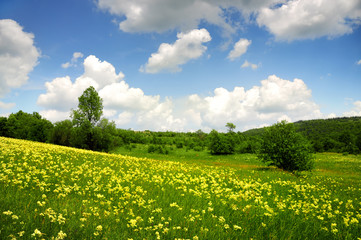 Green field with yellow and white clouds