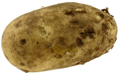 pomme de terre, fond blanc