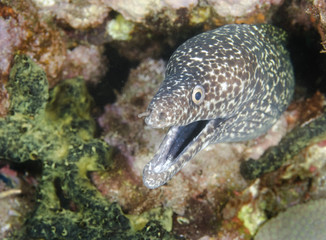 Spotted Moray Eel