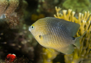 Threespot Damselfish