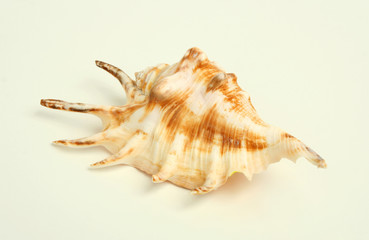 sea cockleshell