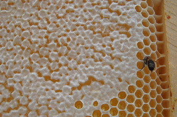 Pszczoła na plastrze miodu - obrazy, fototapety, plakaty