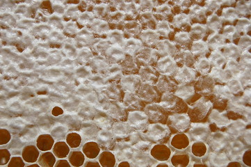 Plaster pszczeli z miodem