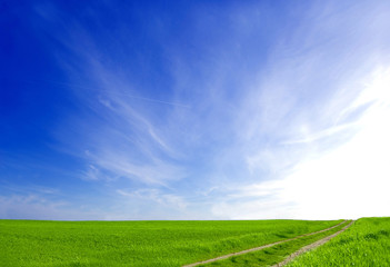 Green field and blue sky.