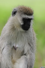 Fototapeta premium Vervet monkey (Cercopithecus aethiops) at lake Nakuru, Kenya