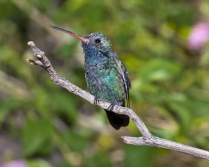 Ruffled Male Broad-Billed Hummingbird