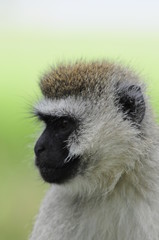 Vervet monkey (Cercopithecus aethiops) at lake Nakuru, Kenya