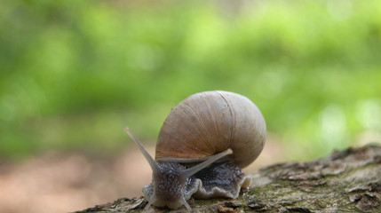 snail on a green background